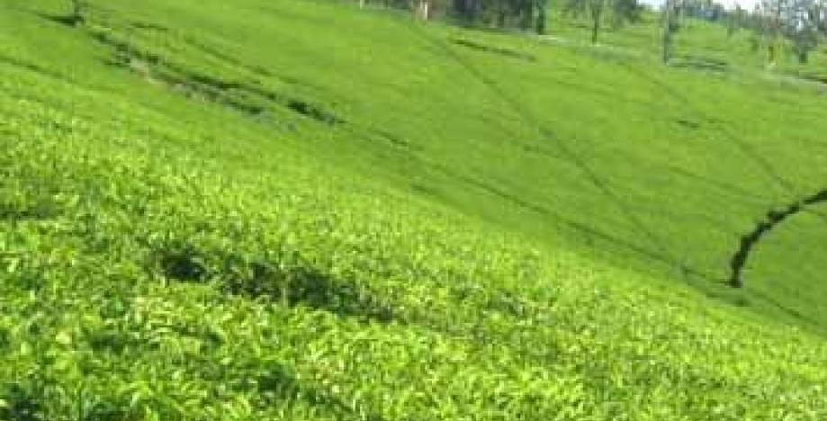 Tea Growing is our Language