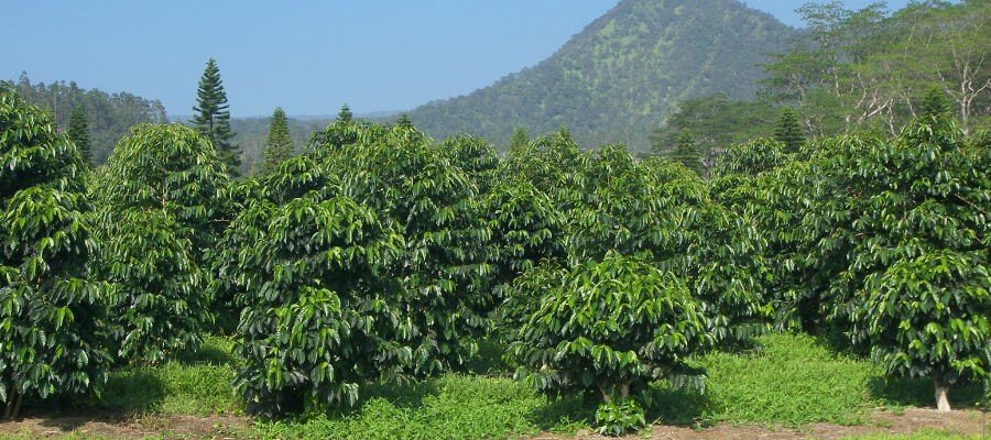 Kikuube is Also a Hub for Coffee
